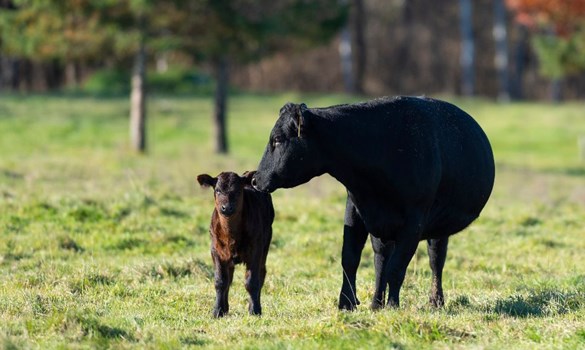 A Black angus cow with her calf, stood in a grassy field.